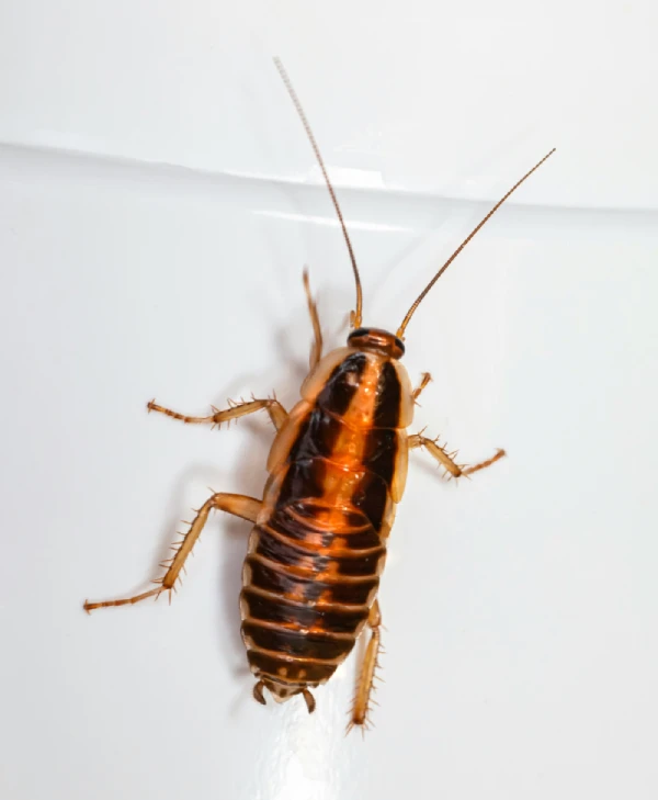 cockroach-banner