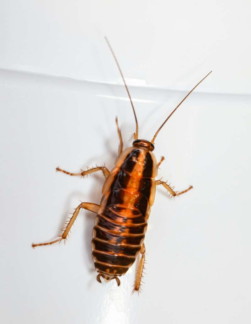 cockroach