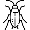 Cockroach